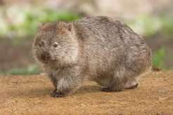Wombatların Küp Şeklinde Dışkıladığını Biliyor muydunuz?